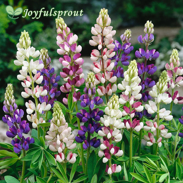 Lupine Seeds - Pixie