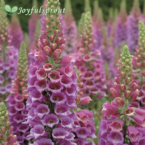 Candy Mountain Foxglove Seeds