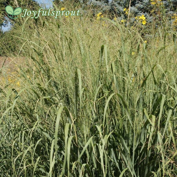 'Forestburg' Switchgrass Seeds