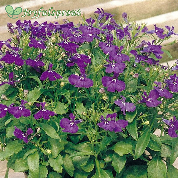 Rapid Blue Lobelia Seeds