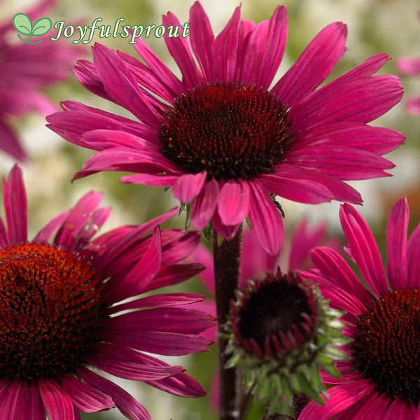 Echinacea 'Fatal Attraction' Coneflower