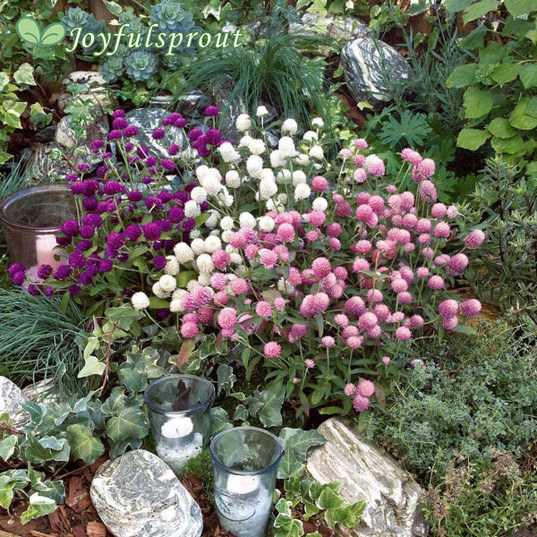 Las Vegas Mix Gomphrena Seeds