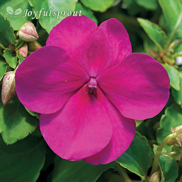 Accent Premium Violet Hybrid Impatiens Seed