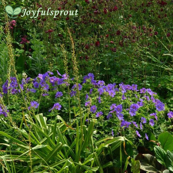 Geranium Johnson's Blue Seeds