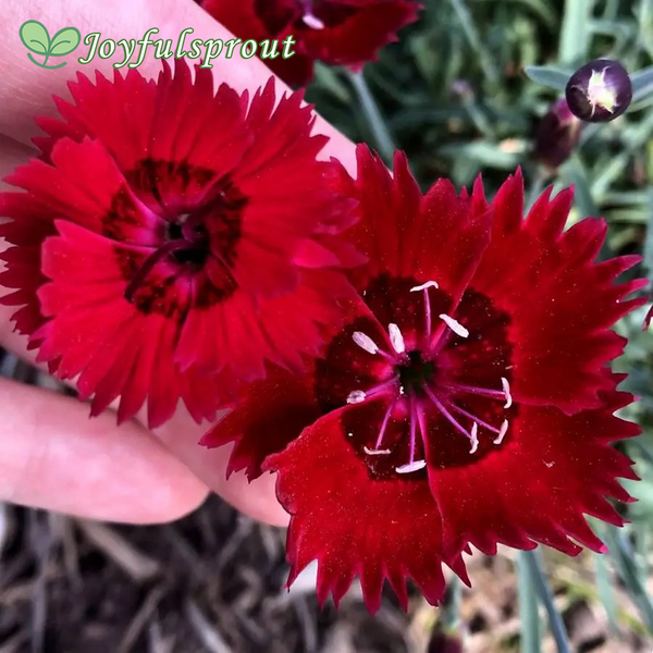 Dianthus SINGLE STAR Fire Star Improved