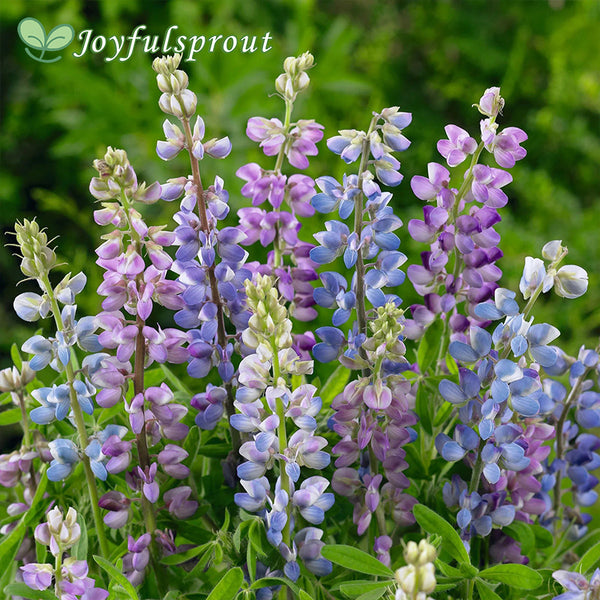 Lupine Seeds - Hartwegii Mix