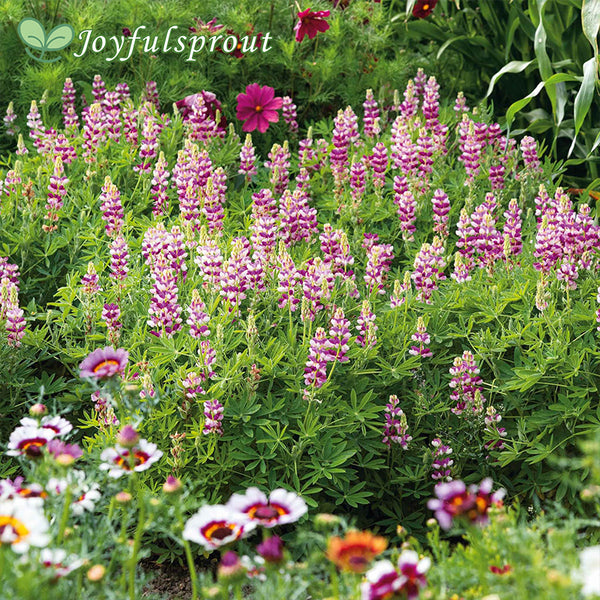 Lupine Seeds - Avalune Mix