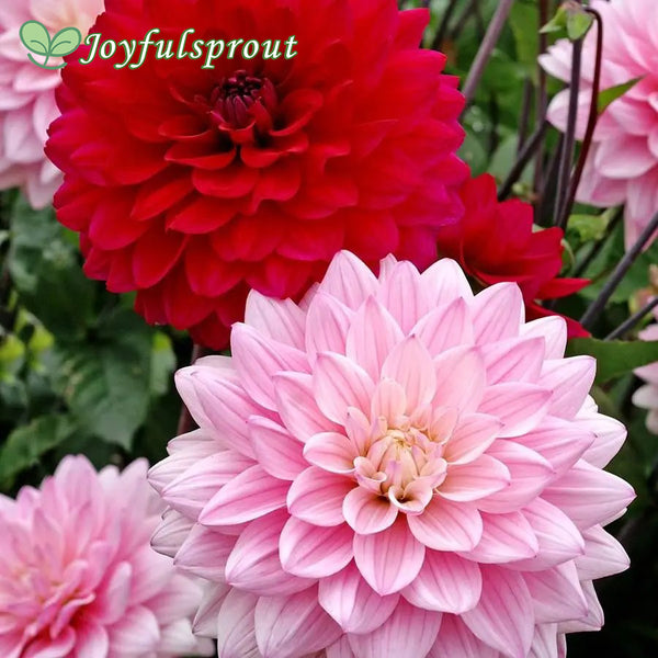 Naomi and Prospero Dahlia Mix Seeds