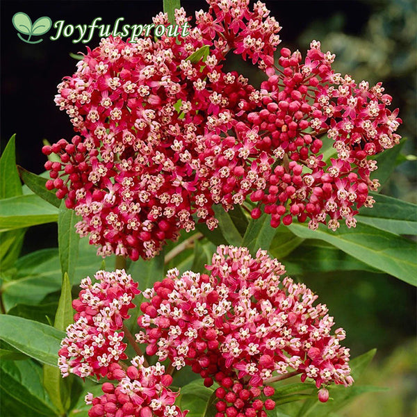 Asclepias Pink Milkweed Seeds