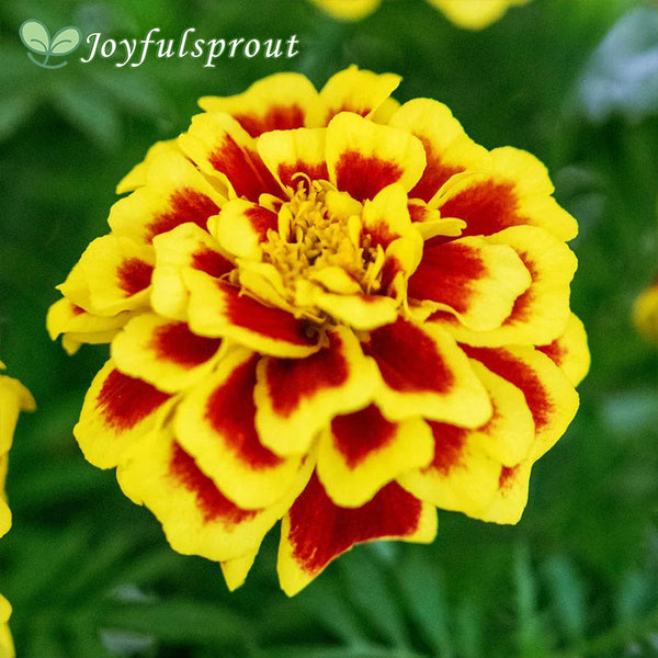 Mango Tango Marigold Seeds