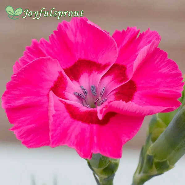 Dianthus American Pie Bumbleberry Pie Seeds