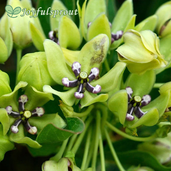 Asclepias Green Beauty Milkweed Seeds