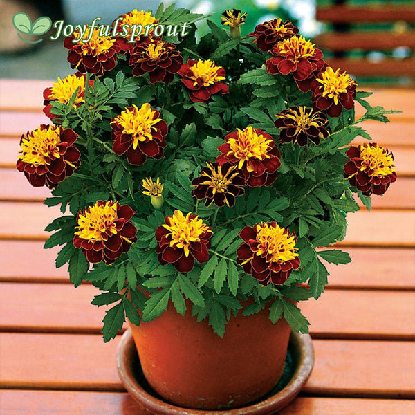 Super Hero Spry Marigold Seeds