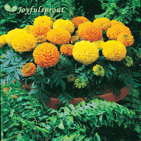 Antigua Mix Hybrid Marigold Seeds