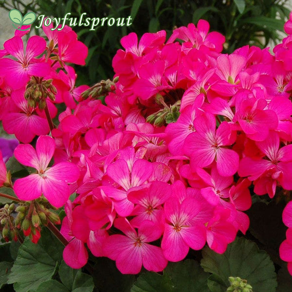 Nano Pink Geranium Seeds
