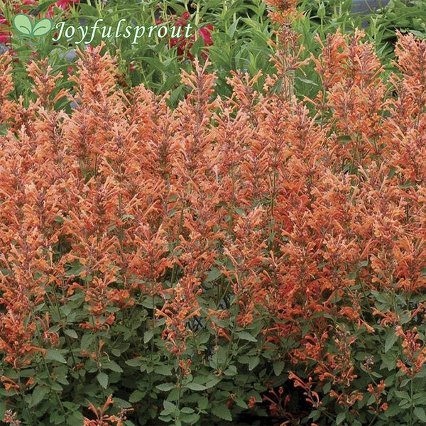 Agastache Kudos 'Kudos Mandarin' Hyssop