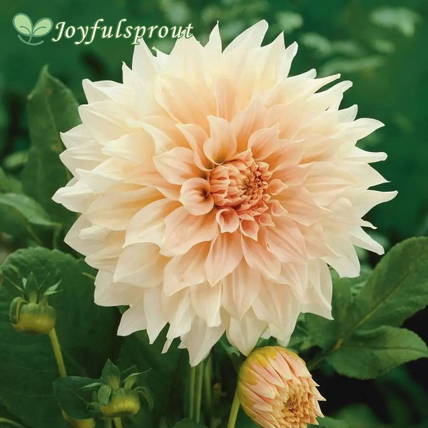 'Cafe Au Lait' Dahlia Seeds