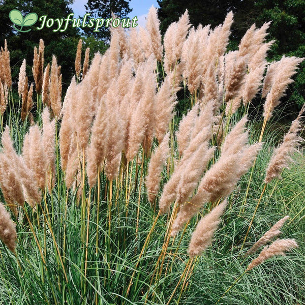 Cortaderia 'Rosea' Pink Pampas Grass Seeds