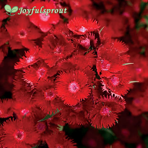Rockin' Red Dianthus Seeds