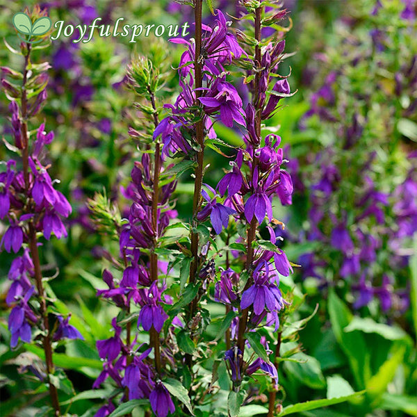 Lobelia Starship Blue Seeds