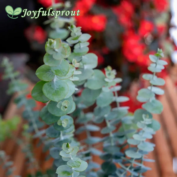 Baby Blue Bouquet Improved Eucalyptus Seeds