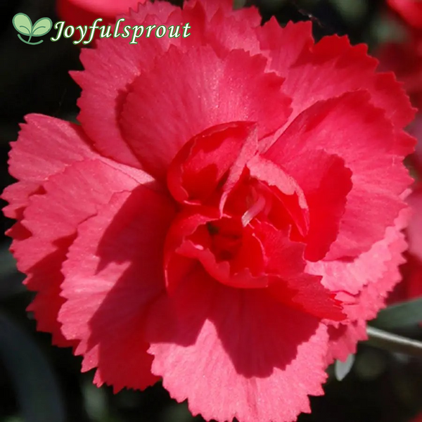 Rosebud Dianthus Seeds