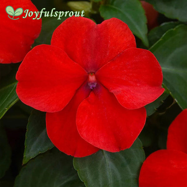 Beacon Bright Red Hybrid Impatiens Seeds
