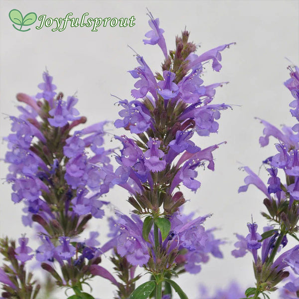 Agastache Sunrise Sky Blue Hyssop Seeds