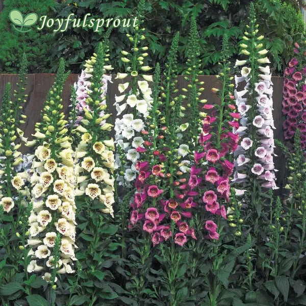 Camelot Mix Hybrid Foxglove Seeds