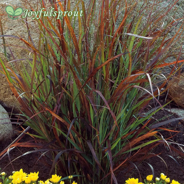 Panicum 'Cheyenne Sky' Seeds