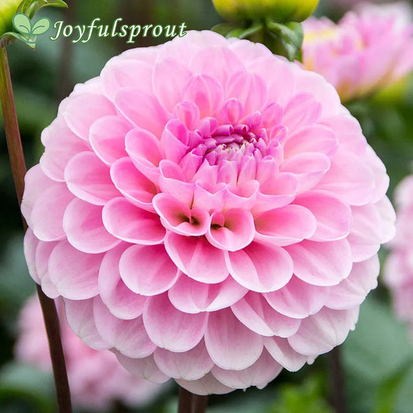 Dahlia Wizard of Oz Pompon Dahlia Seeds