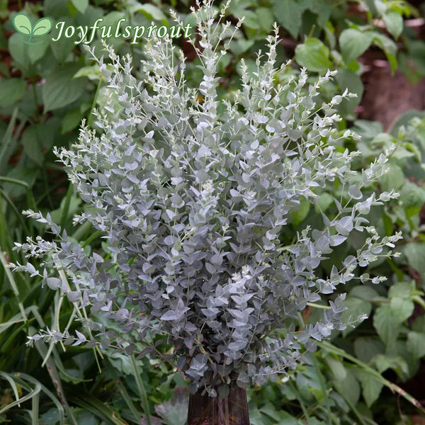 Moon Lagoon Eucalyptus Seeds