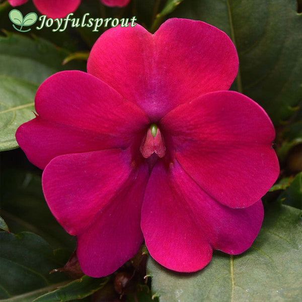 Solarscape Magenta Bliss Interspecific Impatiens Seeds
