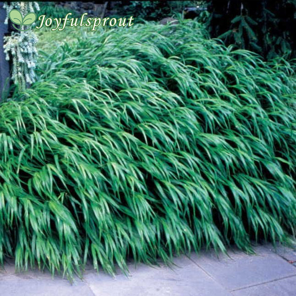 Hakonechloa macra Japanese Forest Grass Plant