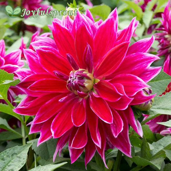 Dahlia Mero Star Decorative Dahlia Seeds