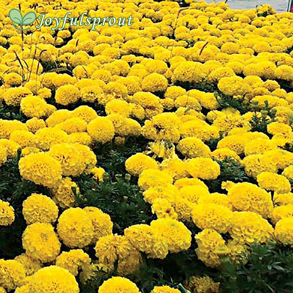 Discovery Yellow Marigold Seeds