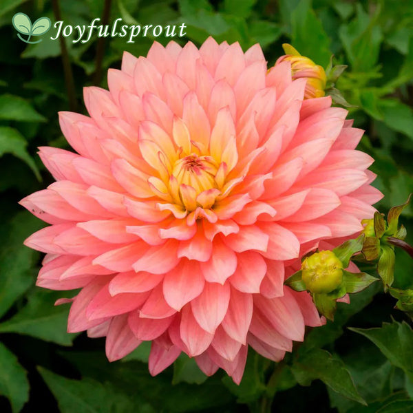 Dahlia 'Extase' Decorative Dahlia Seeds