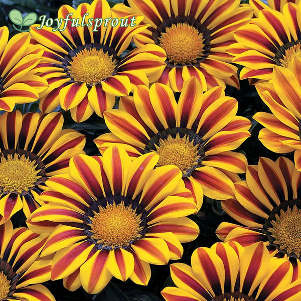 Big Kiss Yellow Flame Hybrid Gazania Seeds