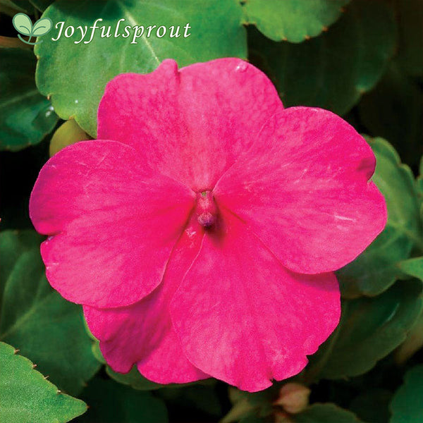 Accent Premium Rose Hybrid Impatiens Seeds