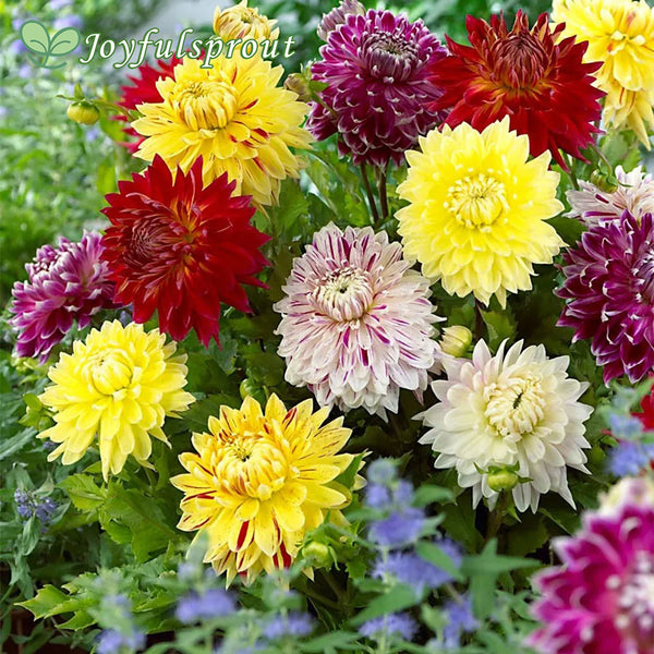 Dahlia Giant Dinnerplate Mix Seeds