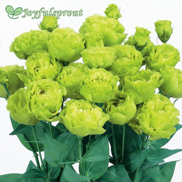 Rosanne 2 Clear Green Lisianthus Seeds