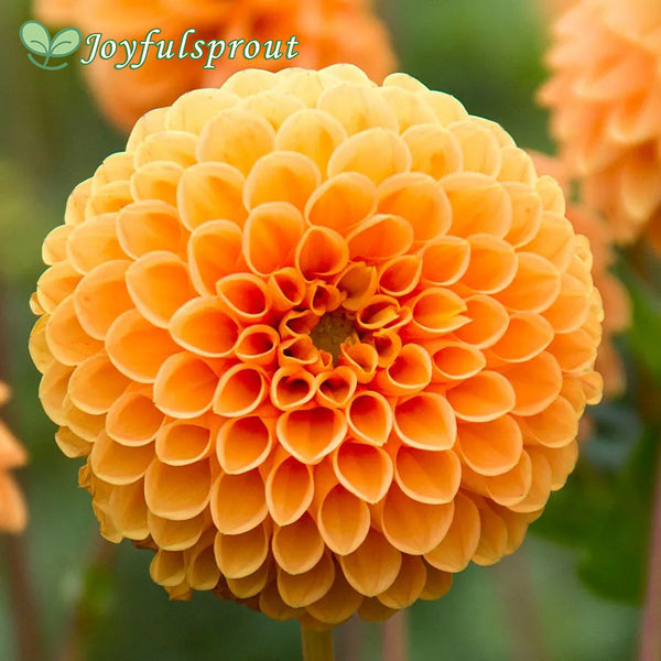 Dahlia 'Sylvia' Pompon Seeds