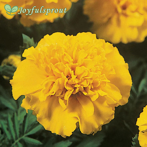 Janie Yellow Marigold Seeds