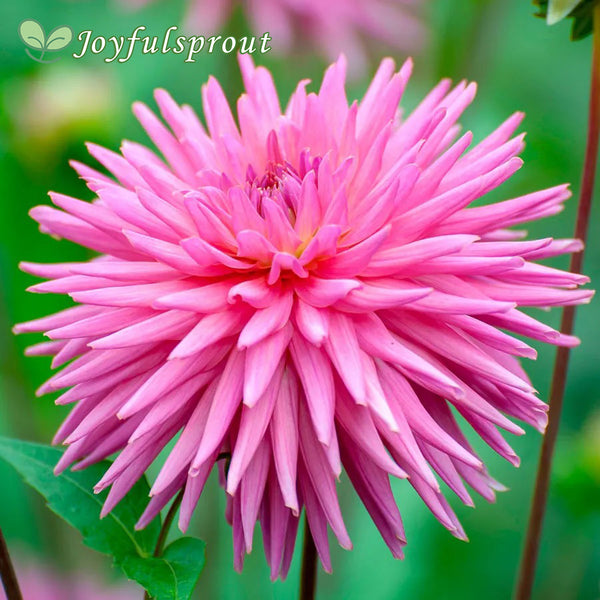 Dahlia 'Park Princess' Cactus Dahlia Seeds