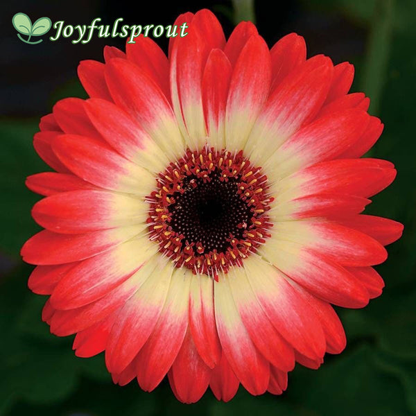 Revolution Bicolor Red Lemon Gerbera Daisy Seeds