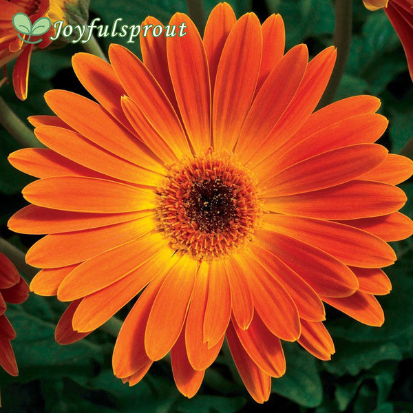 Majorette Sunset Orange Hybrid Gerbera Daisy Seeds
