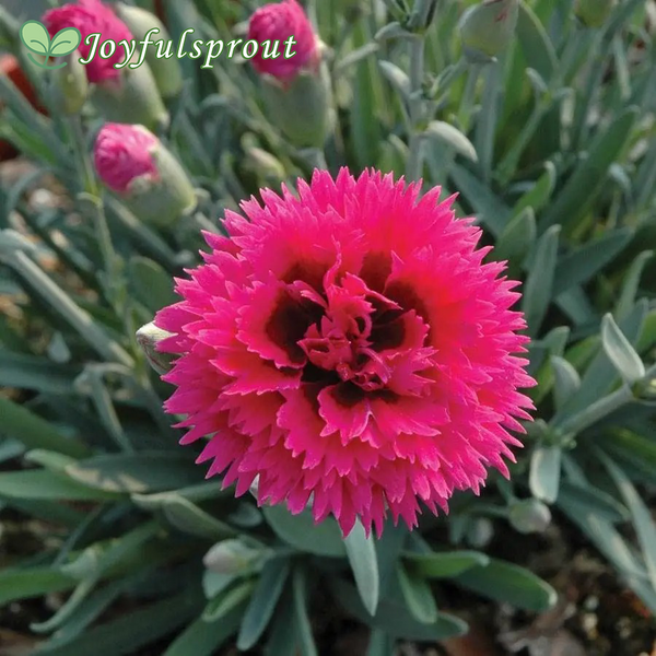 Dianthus STAR DOUBLE 'Starlette' Seeds