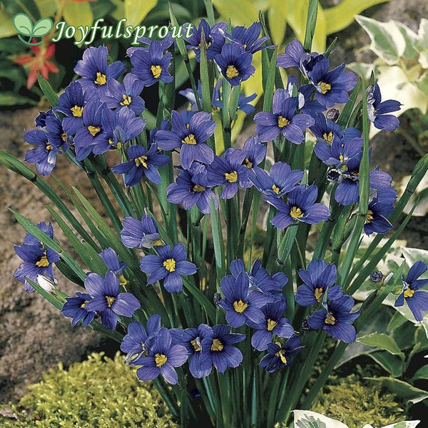 Sisyrinchium 'Lucerne' Blue-Eyed Grass