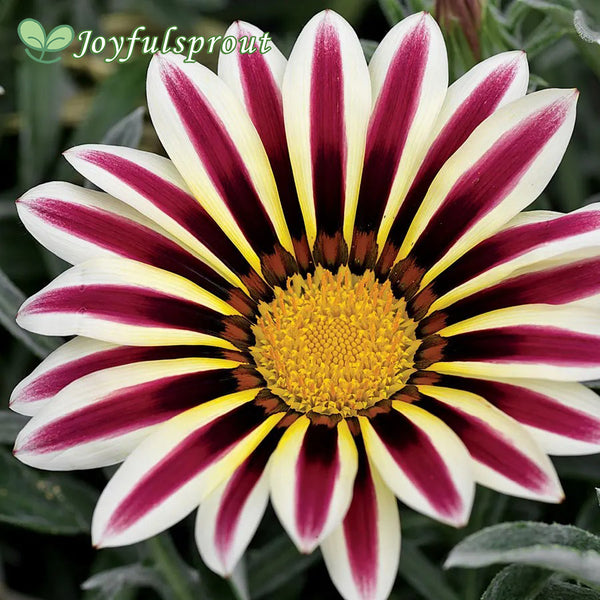 Frosty Kiss White Flame Gazania Seeds