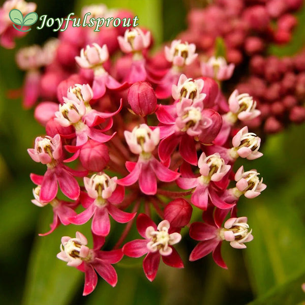 Asclepias 'Soulmate' Milkweed Seeds